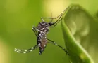 Ponta Grossa registra três novos óbitos por dengue