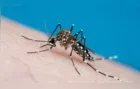 Ponta Grossa registra 1,8 mil novos casos de dengue em uma semana