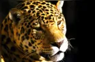 Com 108 novos animais, Paraná atualiza lista de espécies ameaçadas