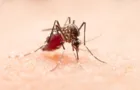 Epidemia de dengue deve voltar em novembro