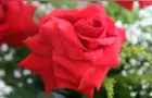 Dia das Mães: Produção de rosas dobrou de tamanho no PR
