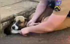 PM resgata cachorro que estava preso em bueiro no Paraná