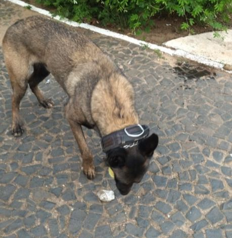 Cão farejador encontra maconha em parque de PG