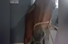 Cavalo invade residência e surpreende moradora