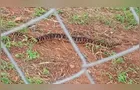 Morador filma cobra em escola do bairro Neves em PG; veja vídeo