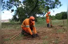 Parque das Araucárias ganha mais 700 árvores em PG