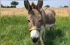 Morre, aos 30 anos, o burro Perry, que inspirou personagem de Shrek