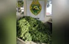 PM apreende seis pés de maconha em casa e proprietário é detido