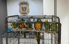 Polícia resgata araras e papagaios vítimas do tráfico de animais em Curitiba