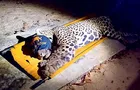 Ossos são achados em fezes de onça-pintada que matou caseiro