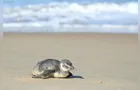 Agosto registra mais de 1.200 encalhes de pinguins no litoral do Paraná