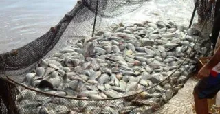 A produção de pescados no Estado somou 90 mil toneladas no ano passado, 18% acima do volume de 2014.