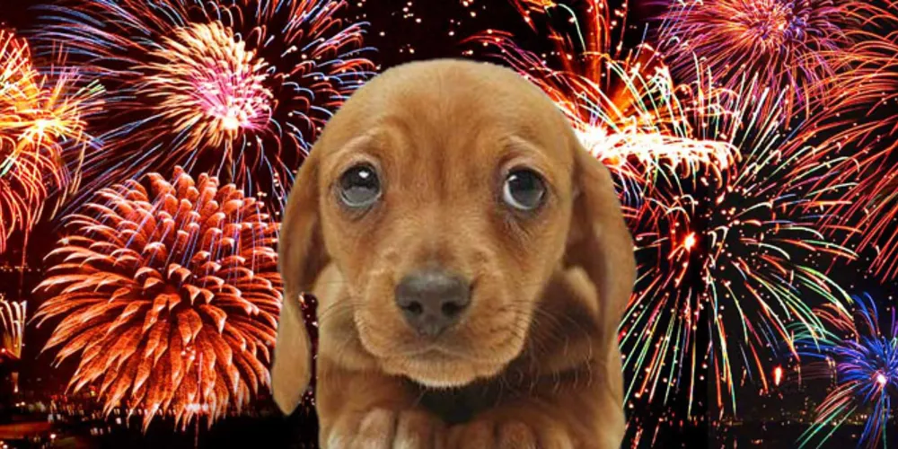 Imagem ilustrativa da imagem Veja dicas para evitar estresse animal no fim de ano