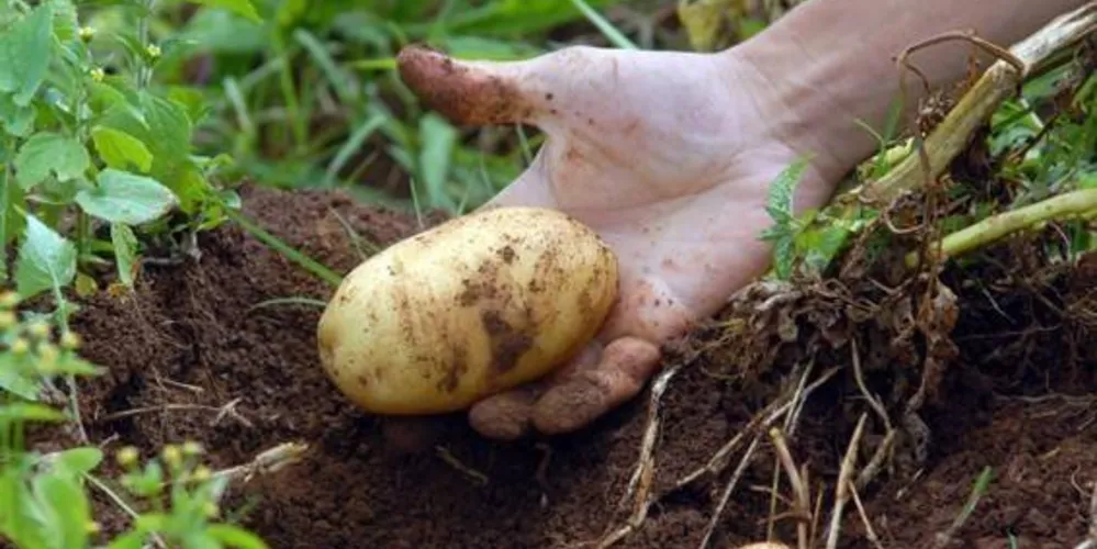 Imagem ilustrativa da imagem Como aproveitar o lixo orgânico?