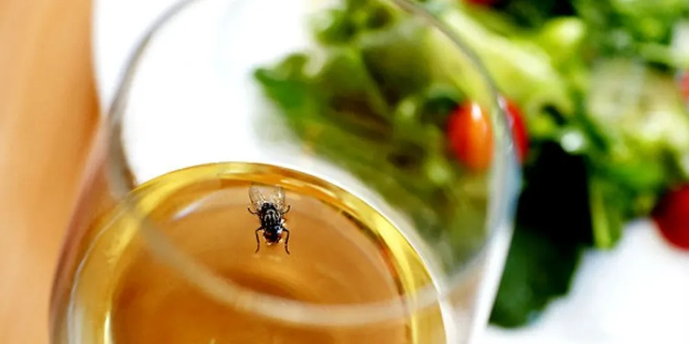 Imagem ilustrativa da imagem Veja cinco repelentes naturais para afastar os mosquitos