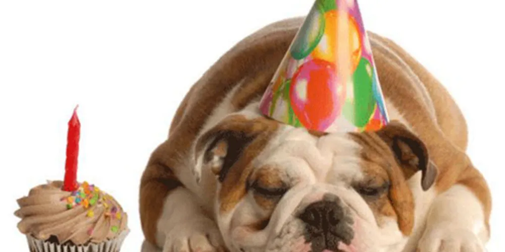 Imagem ilustrativa da imagem Aprenda a calcular a idade certa do seu cachorro!