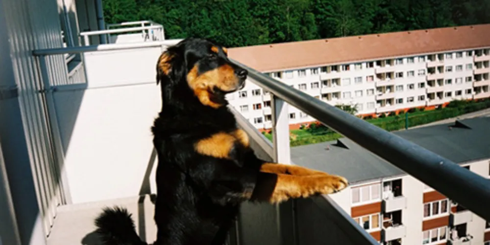 Imagem ilustrativa da imagem Como evitar reclamações de cães e gatos em condomínios?