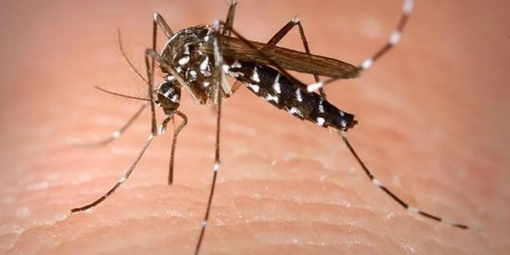 Imagem ilustrativa da imagem Infectologista explica diferenças entre Febre Chikungunya e a Dengue