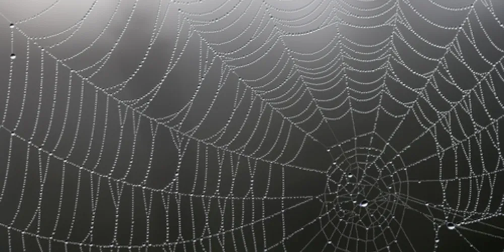 Imagem ilustrativa da imagem Descubra como acabar com aranhas dentro de casa