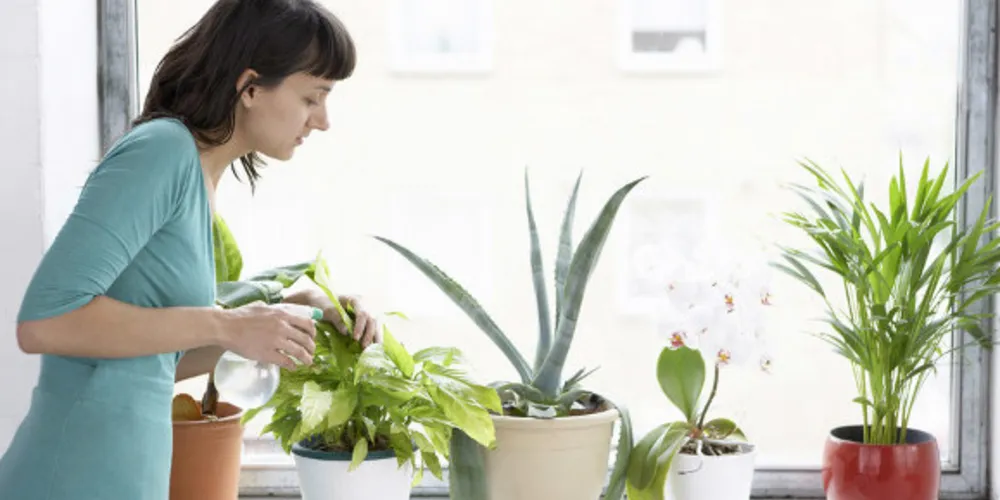 Imagem ilustrativa da imagem Como cuidar das suas plantas no inverno