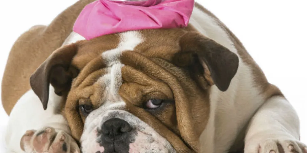 Imagem ilustrativa da imagem Doenças humanas também atingem os pets; veja os cuidados