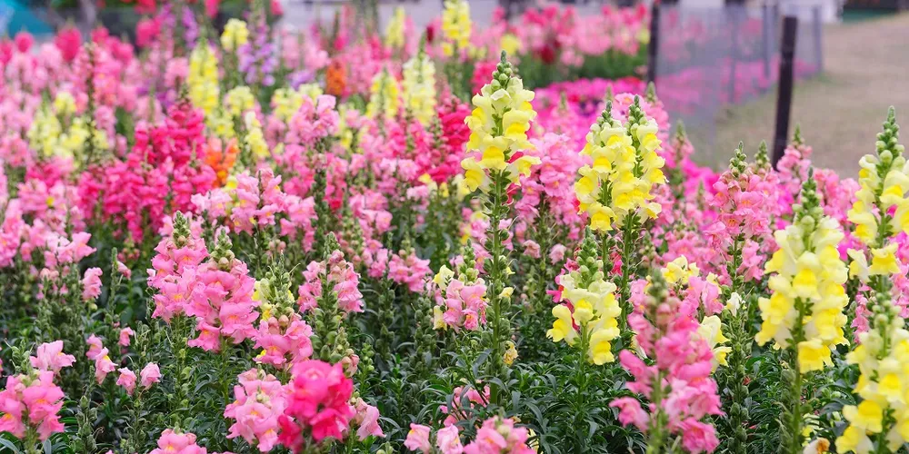 Imagem ilustrativa da imagem Plantas precisam de cuidados especiais durante o inverno