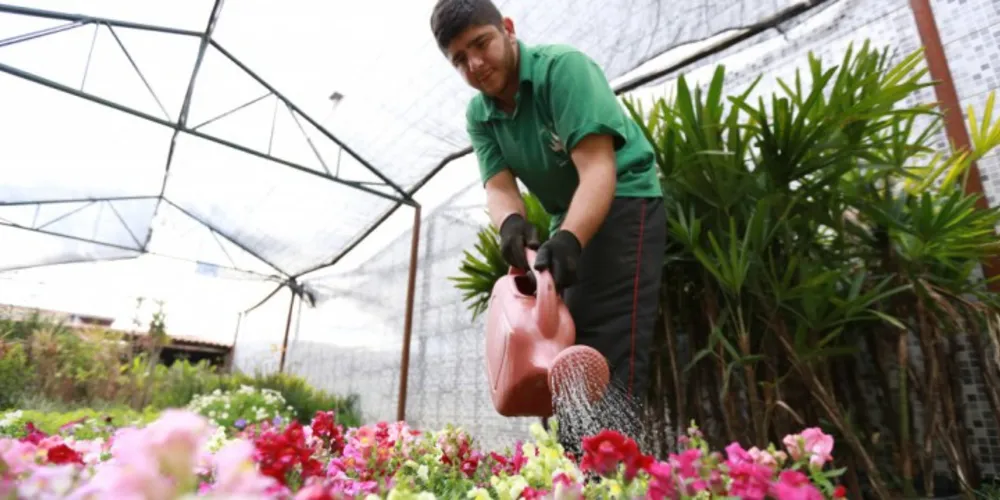 Imagem ilustrativa da imagem Flores dão toque especial ao inverno