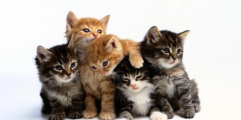 Imagem ilustrativa da imagem Descubra os cuidados necessários para criar gatos