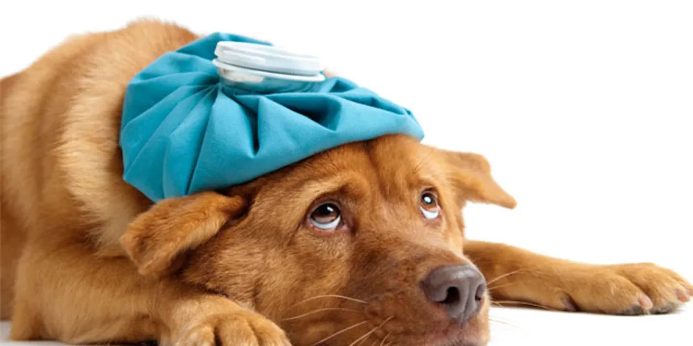Imagem ilustrativa da imagem Saiba como proteger seu pet da gripe e outras doenças respiratórias