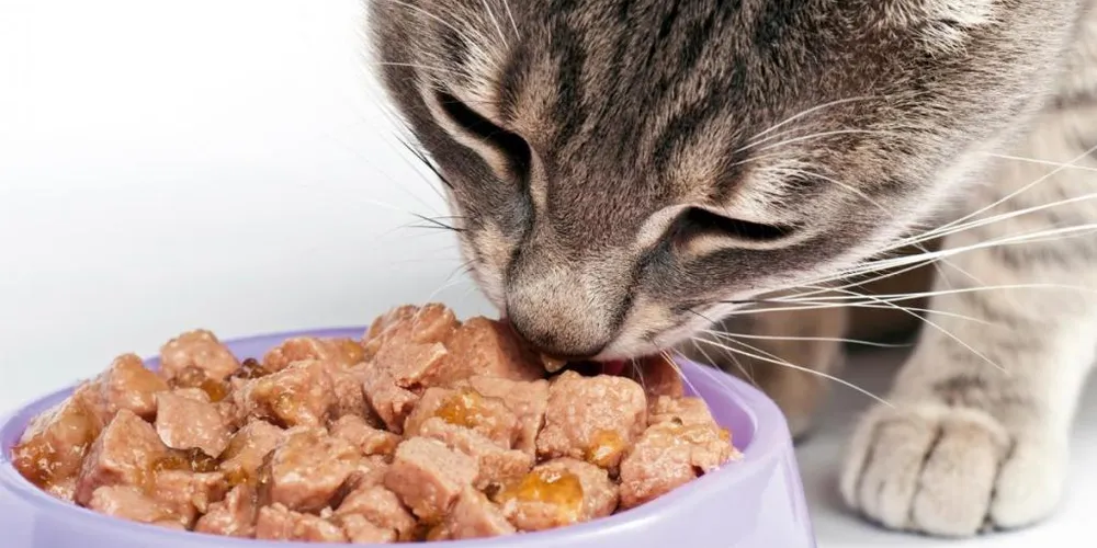 Imagem ilustrativa da imagem Ração úmida é tendência na dieta de cães e gatos