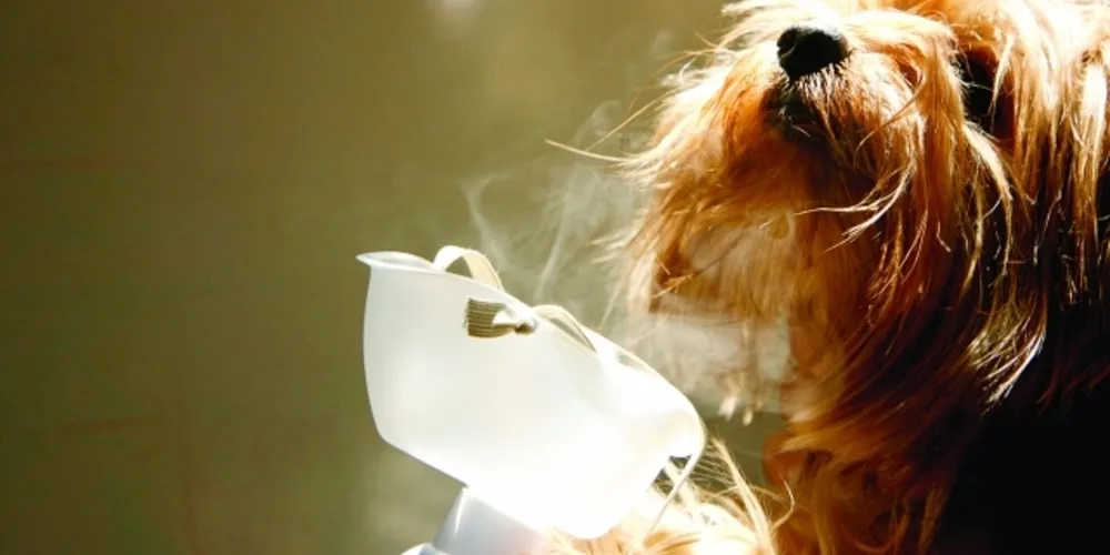 Imagem ilustrativa da imagem Tempo seco aumenta em 20% os atendimentos de pets