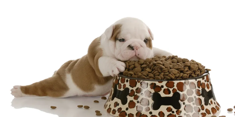 Imagem ilustrativa da imagem Alimentos perigosos para os pets