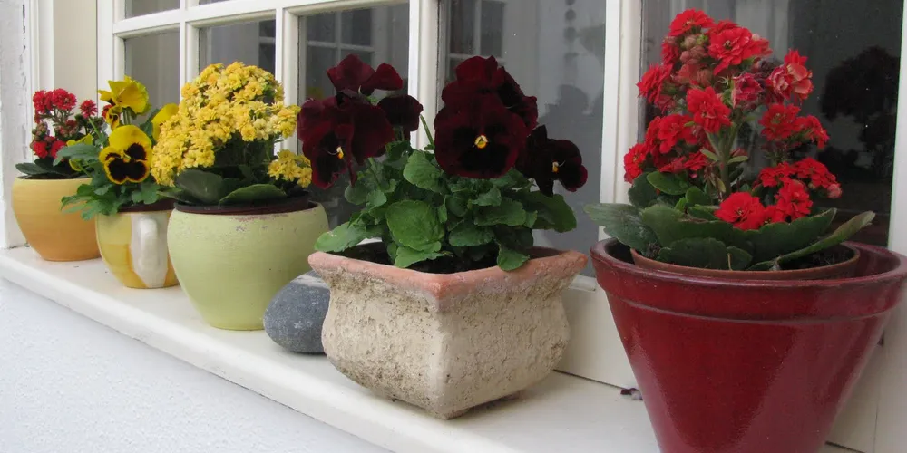 Imagem ilustrativa da imagem Plantas internas que florescem na primavera