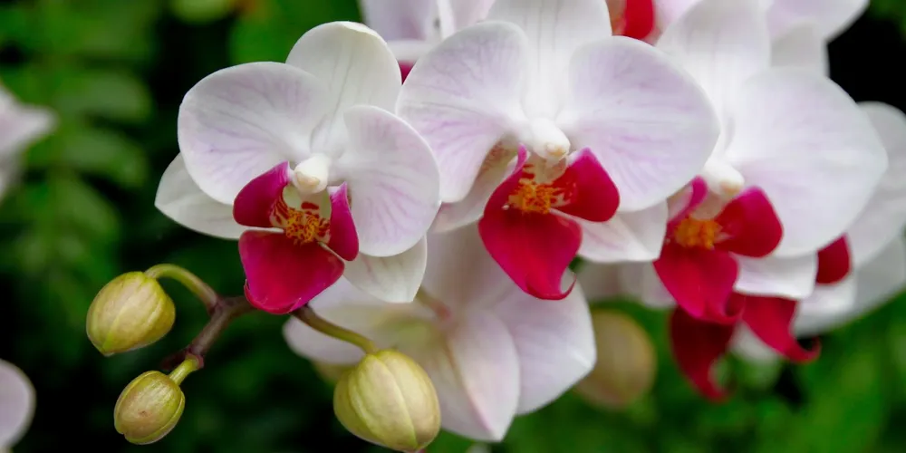 Imagem ilustrativa da imagem Cinco espécies de flores que se mantêm lindas por mais tempo