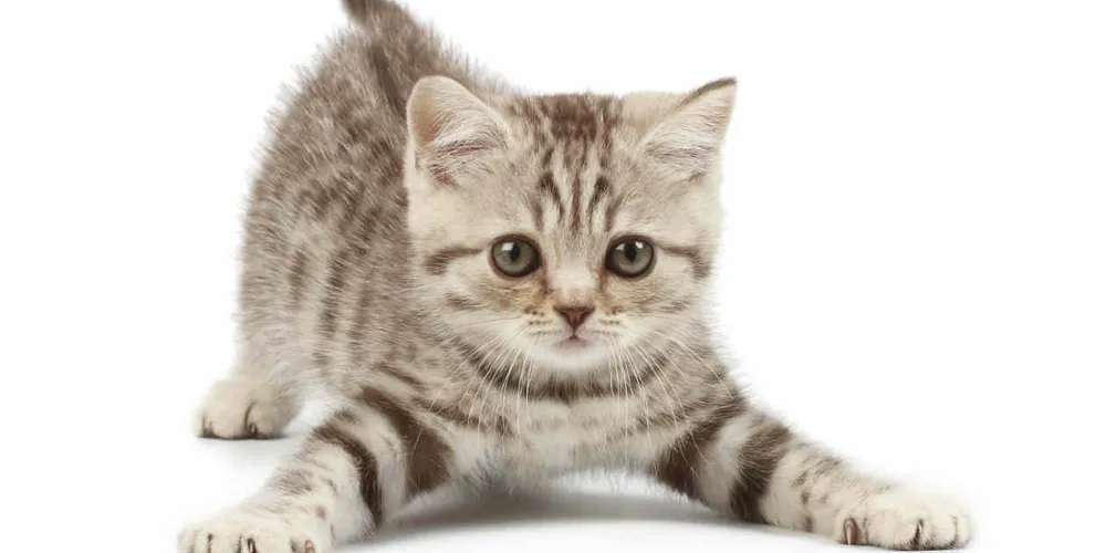 Imagem ilustrativa da imagem Como controlar meu gato?