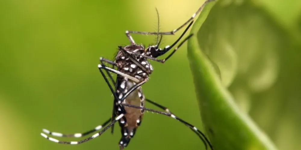 Imagem ilustrativa da imagem Confira oito dicas para se livrar dos mosquitos