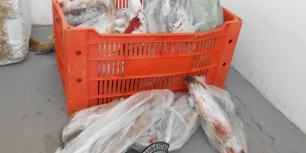 Imagem ilustrativa da imagem Polícia apreende 28 kg de peixes durante piracema