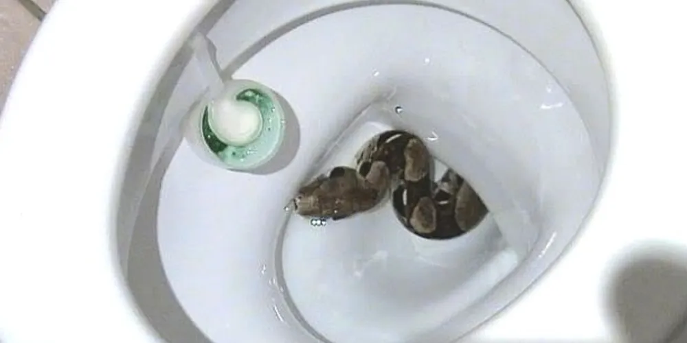 Imagem ilustrativa da imagem Homem é picado por cobra no órgão genital ao usar banheiro