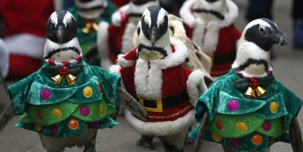 Imagem ilustrativa da imagem Pinguins 'trocam' de pólo e se vestem de Papai Noel