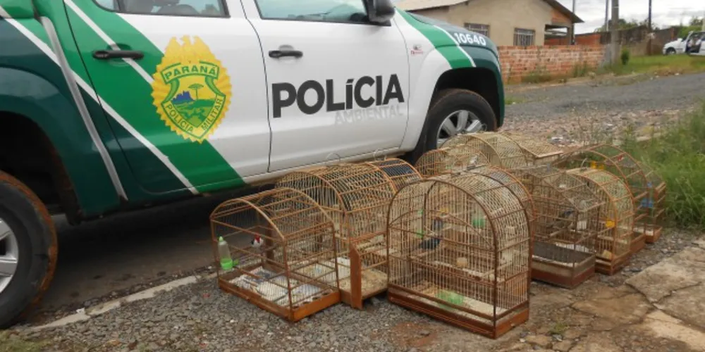 Imagem ilustrativa da imagem Polícia Ambiental apreende 17 pássaros silvestres