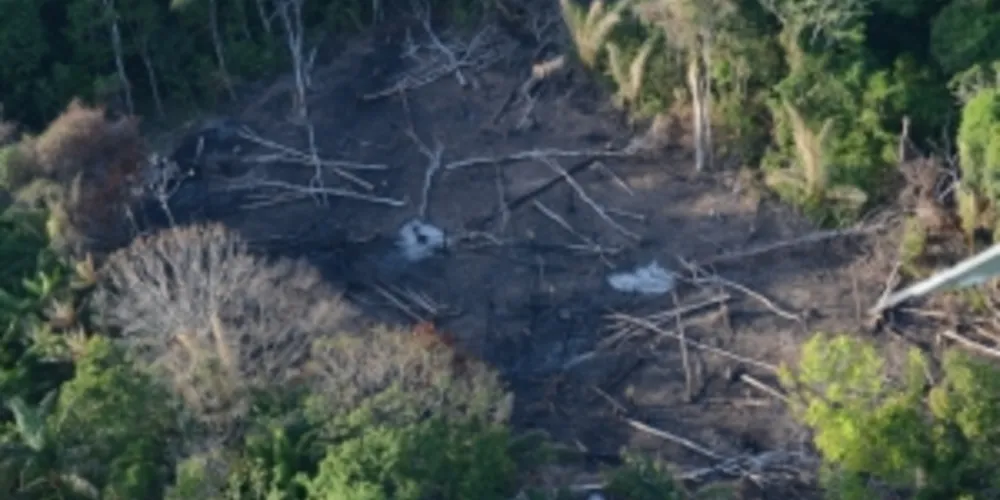 Imagem ilustrativa da imagem Desmatamento na Amazônia volta a crescer