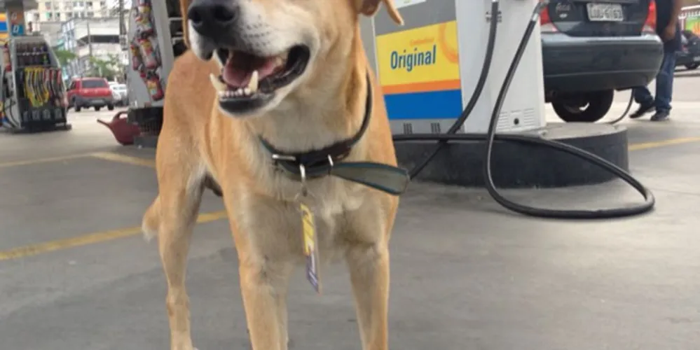 Imagem ilustrativa da imagem Posto de combustível ‘emprega’ cachorro como segurança