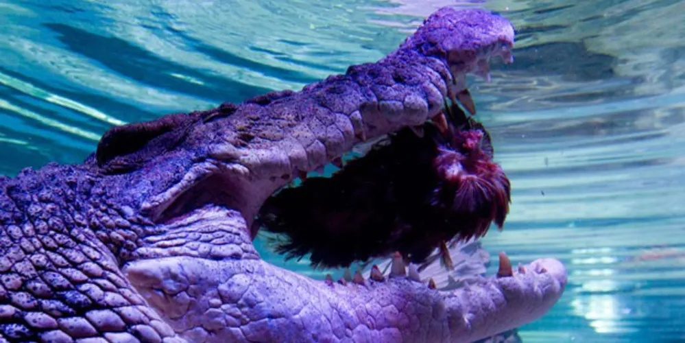 Imagem ilustrativa da imagem Crocodilo ganha festa de Natal em parque da Austrália