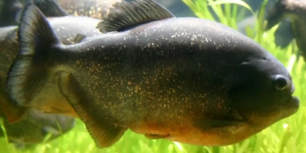 Imagem ilustrativa da imagem Ataque de piranhas deixa 40 feridos na Argentina
