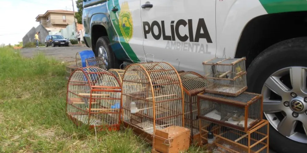 Imagem ilustrativa da imagem Criadores de aves silvestres são flagrados pela polícia