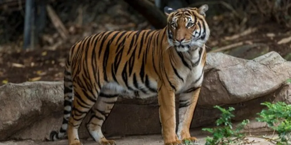 Imagem ilustrativa da imagem Tigre mata fêmea durante 'sexo selvagem'