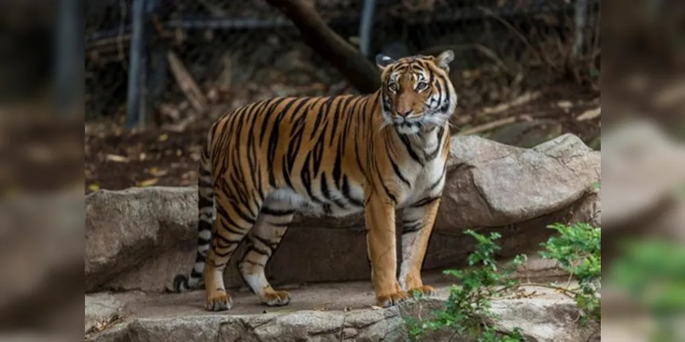 Imagem ilustrativa da imagem Tigre mata fêmea durante 'sexo selvagem'