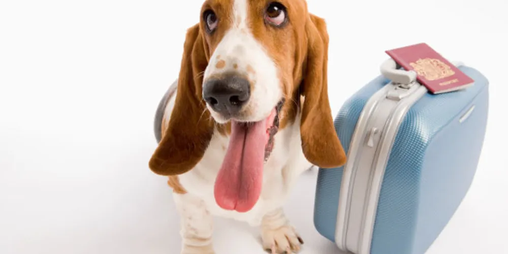 Imagem ilustrativa da imagem Viajar com o pet requer cuidados especiais
