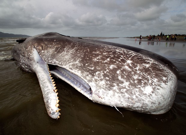 Imagem ilustrativa da imagem Veja o momento em que uma baleia simplesmente explode 
