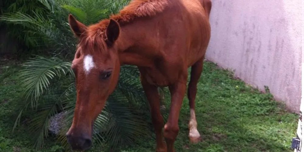 Imagem ilustrativa da imagem Cavalo abandonado que causou acidente é resgatado